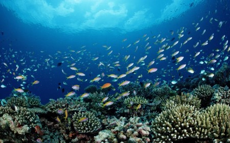 NOAA is putting commercial fishing ahead of conservation