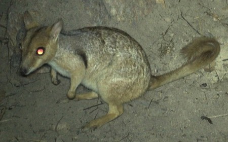 Tiny Wallaby Known as a ‘Nabarlek’ is Spotted on Trail Camera for First Time in 50 Years