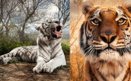 Photographing Tigers: Portraits of Big Cats Unlike Any Before
