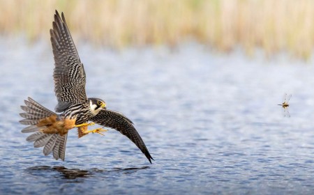 17-Year-Old Photographer Captures ‘Once-in-a-Lifetime’ Shot of Falcon Chasing a Dragonfly