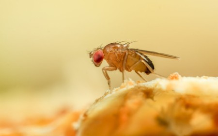 Just like a fruit fly, a new algorithm never forgets old scents