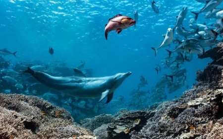 A dolphin named Bubbles makes other fish vomit, then eats it
