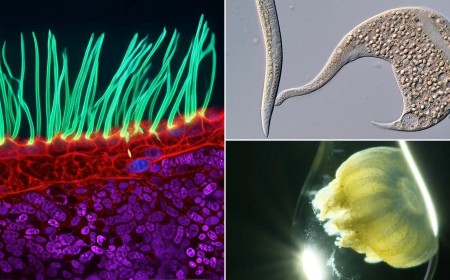 These 16 Nikon Small World in Motion Winners Show Dynamics of Nature at a Microscopic Level