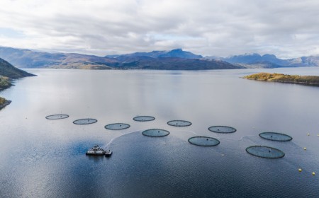 Farmed salmon may not be as nutritious as it once was, new research suggests
