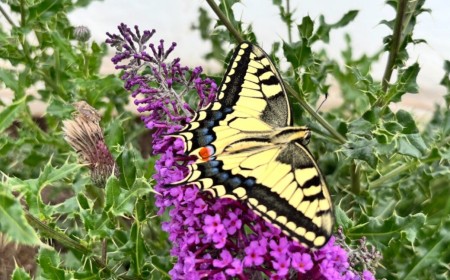 What butterfly wings have in common with barbershop poles
