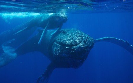 A Rescue Boat Filmed a Humpback Mother Standing Vigil Over Her Stillborn Calf