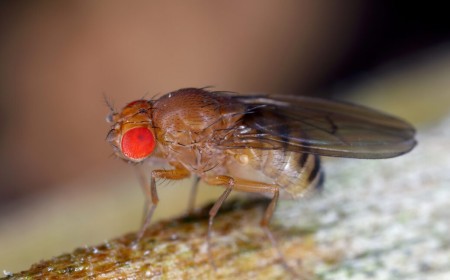Fruit flies remember their larval diet, which influences their longevity