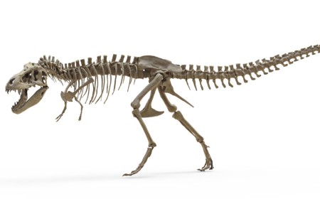 T. rex teeth indicate it ran as warm as an elephant