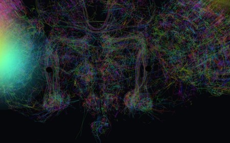 Google's simulated fruit fly brain 'mines Bitcoin' in web browser proof of concept — FutureBit says real organic neuron miner could have '10x the efficiency of the best silicon 3nm ASICs'