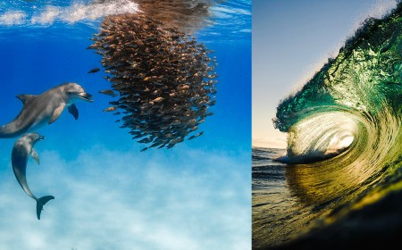 10 Winning Photographs From the Underwater Awards Australasia 2026