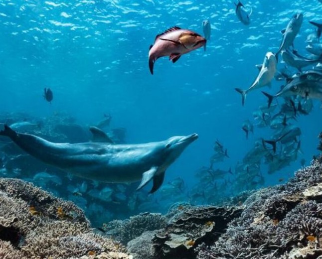 A dolphin named Bubbles makes other fish vomit, then eats it