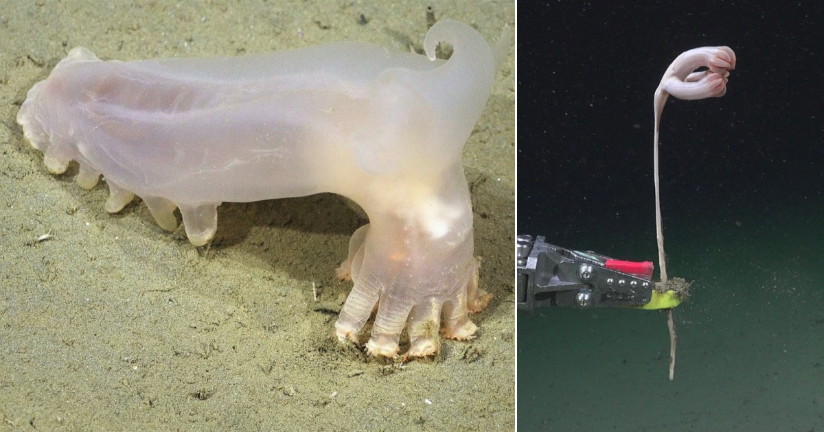 Scientists Discovered 57 Species In a South Atlantic Submarine Canyon