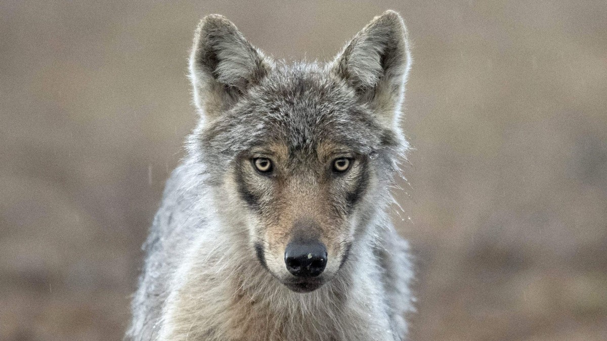 Wolves roam into Finnish villages after Google destroys 1,300 acres of forest for AI data centers