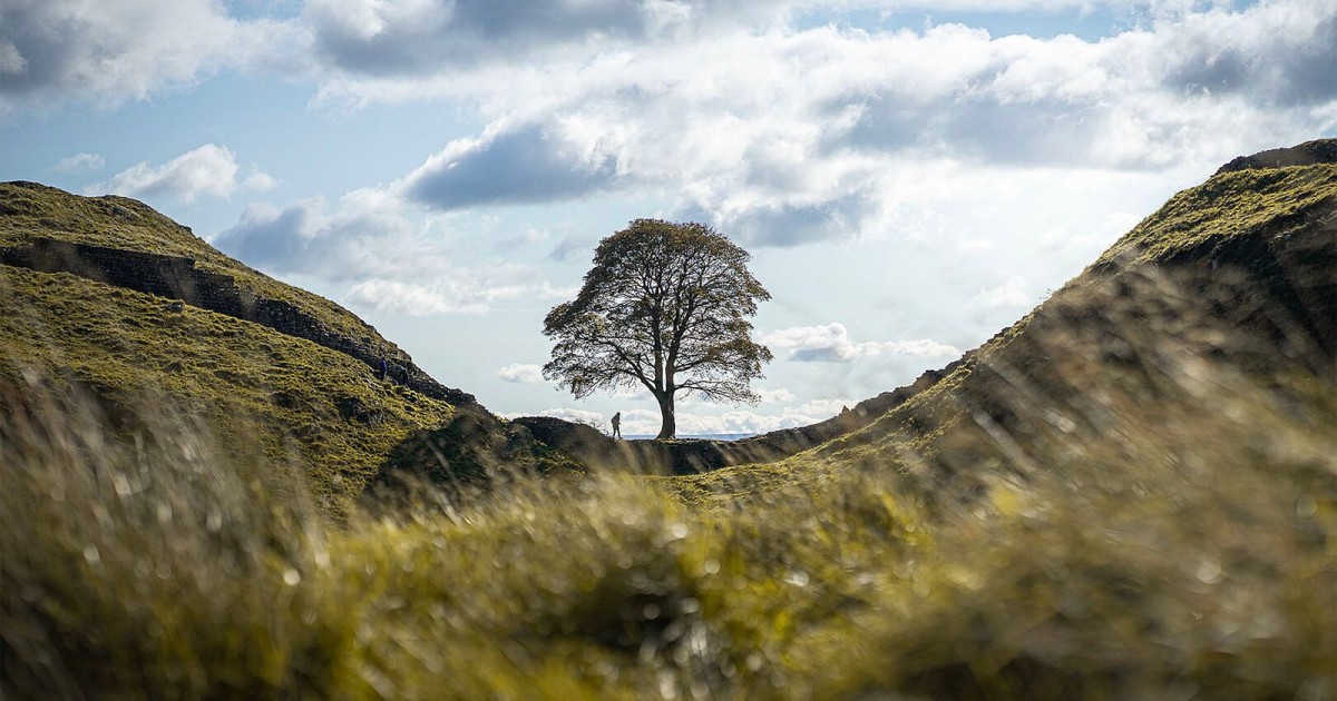 Sycamore Tree Beloved by Photographers That Was Felled is Showing Signs of Recovery
