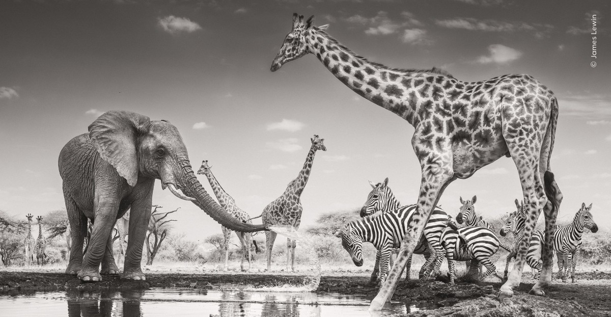 Why Wildlife Photographer of the Year winner used an infrared converted Nikon camera