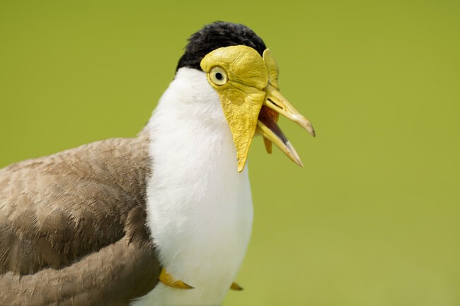 Photography Lessons from Australian Birds: Part Three