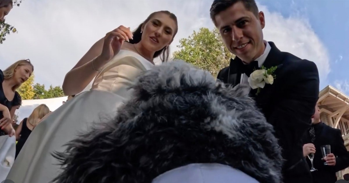 Dog With GoPro Strapped to His Back Captures Priceless Wedding Footage