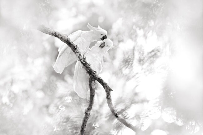 Photography Lessons from Australian Birds: Part Four