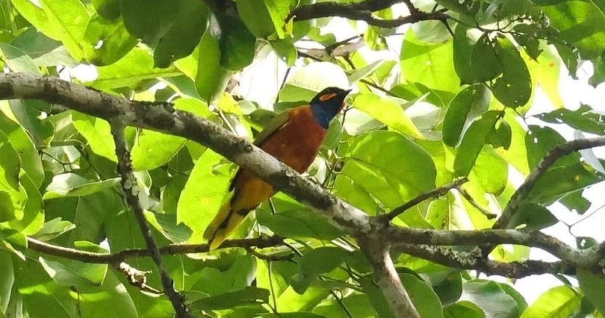 First-Ever Video of a Ghana Cuckooshrike After 13 Years as a ‘Lost’ Bird Species