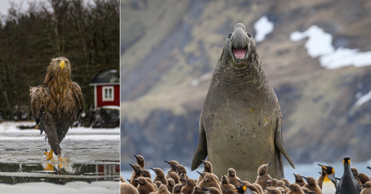 33 Hilarious Photos From the Nikon Comedy Wildlife Awards