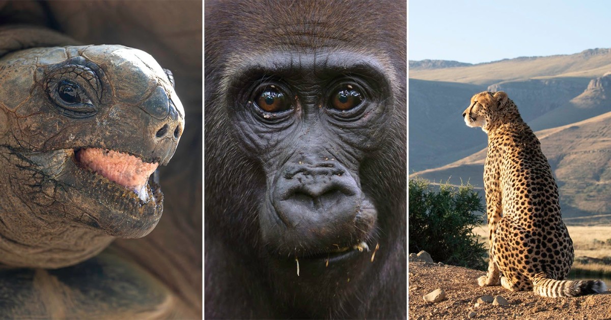 Nat Geo’s ‘Africa’ Doc Features Six World’s Firsts and Required 300 Days of Filming In 33 Countries