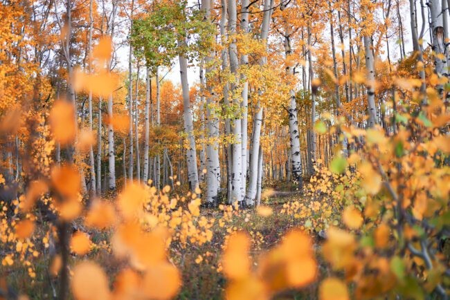 Photography News: Two Firsts from Laowa, Landscape Photography Gear on Sale