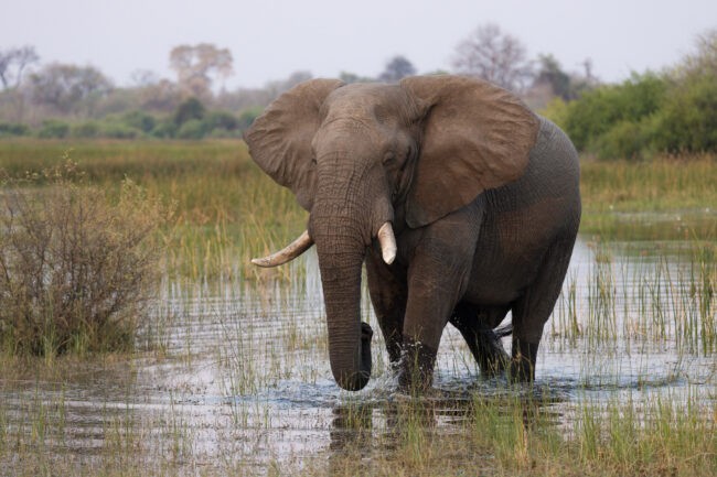 A Landscape Photographer Goes on Safari