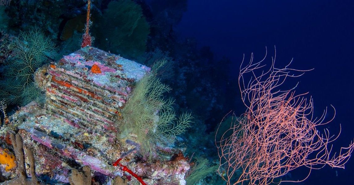 A Decade-Long Experiment Is Unlocking the Mysteries of the Ocean’s ‘Deep Reefs’