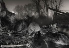 Award-Winning Photo of City-Dwelling Beavers Celebrates Wildlife’s Strength