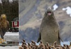 33 Hilarious Photos From the Nikon Comedy Wildlife Awards
