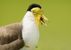 Photography Lessons from Australian Birds: Part Three