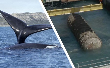 Proposed underwater AI data centers could disrupt endangered whale species