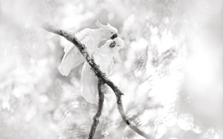 Photography Lessons from Australian Birds: Part Four