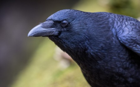 Crows can evaluate visual info twice as fast as mammals