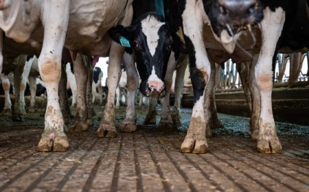 Pediatricians renew call to ban raw milk as anti-science rhetoric reigns