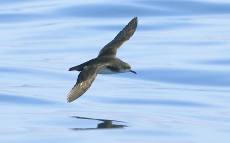 Seabirds racing home over the ocean can get jet-lagged