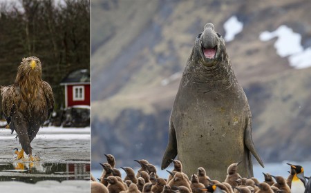 33 Hilarious Photos From the Nikon Comedy Wildlife Awards