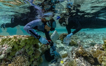 Rewilding could help vulnerable islands keep pace with rising seas