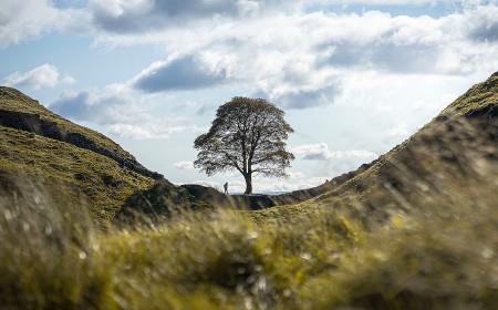 Sycamore Tree Beloved by Photographers That Was Felled is Showing Signs of Recovery