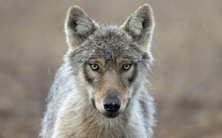 Wolves roam into Finnish villages after Google destroys 1,300 acres of forest for AI data centers