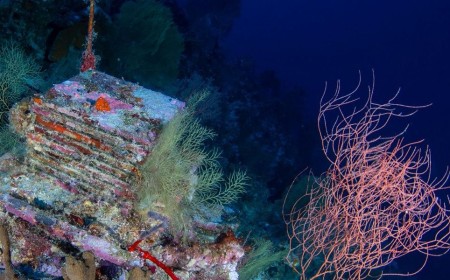 A Decade-Long Experiment Is Unlocking the Mysteries of the Ocean’s ‘Deep Reefs’