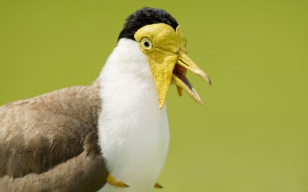 Photography Lessons from Australian Birds: Part Three