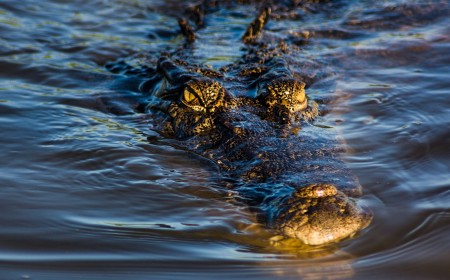 Man Faces Up to 10 Years In Prison After Sharing AI Image of a Crocodile