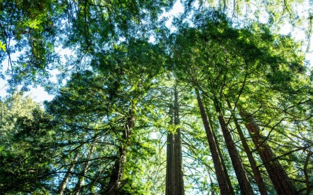 California’s Tallest and Most Iconic Trees Are Getting Heatstroke