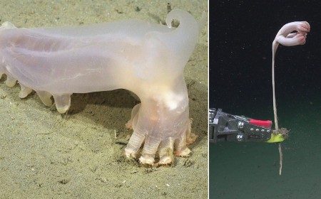 Scientists Discovered 57 Species In a South Atlantic Submarine Canyon