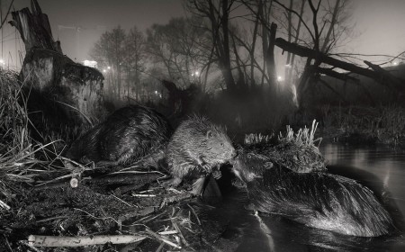 Award-Winning Photo of City-Dwelling Beavers Celebrates Wildlife’s Strength
