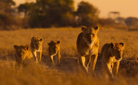 Lions and cheetahs and chimps, oh my: a spotlight on Africa's diverse wildlife