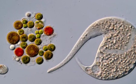 AI disqualification yields new Nikon Small World in Motion winner