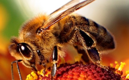 High-speed video reveals how honey bee stingers pump venom