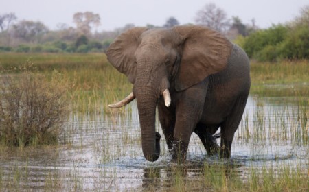 A Landscape Photographer Goes on Safari